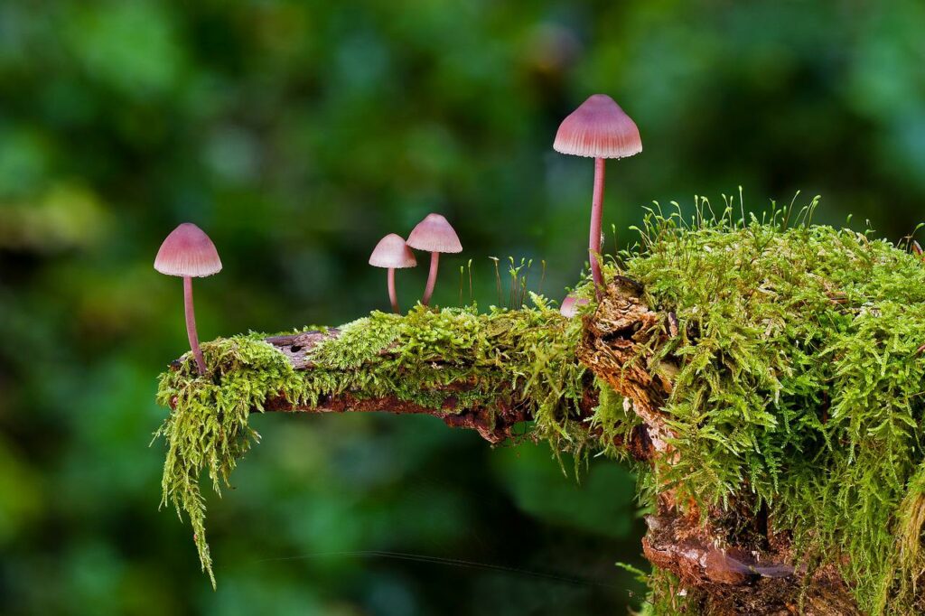 Na czym polega wzrost grzybów i bakterii?